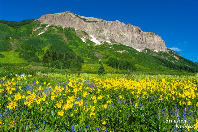 CRESTED BUTTE #111