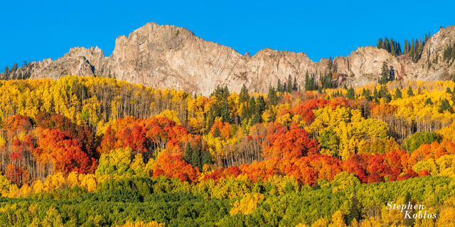 different colored aspens with mountains and blue sky.