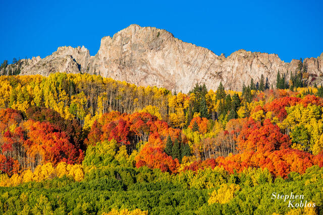 Red orange aspen with mountains and blue sky.
