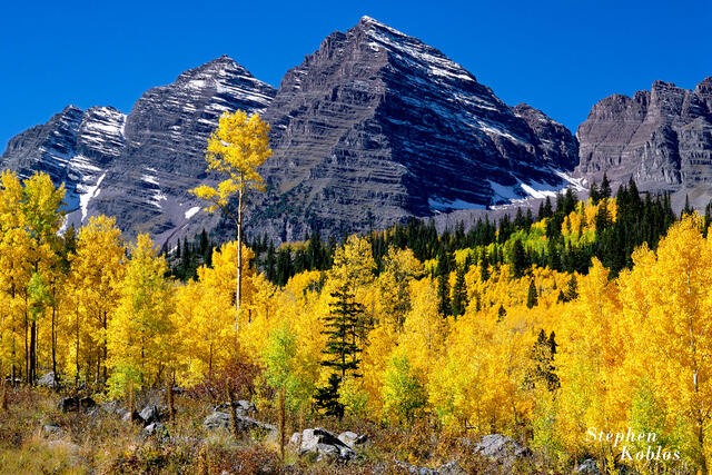 MAROON BELLS WRAPPED IN GOLD #5