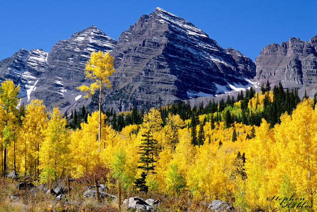 MAROON BELLS WRAPPED IN GOLD #5