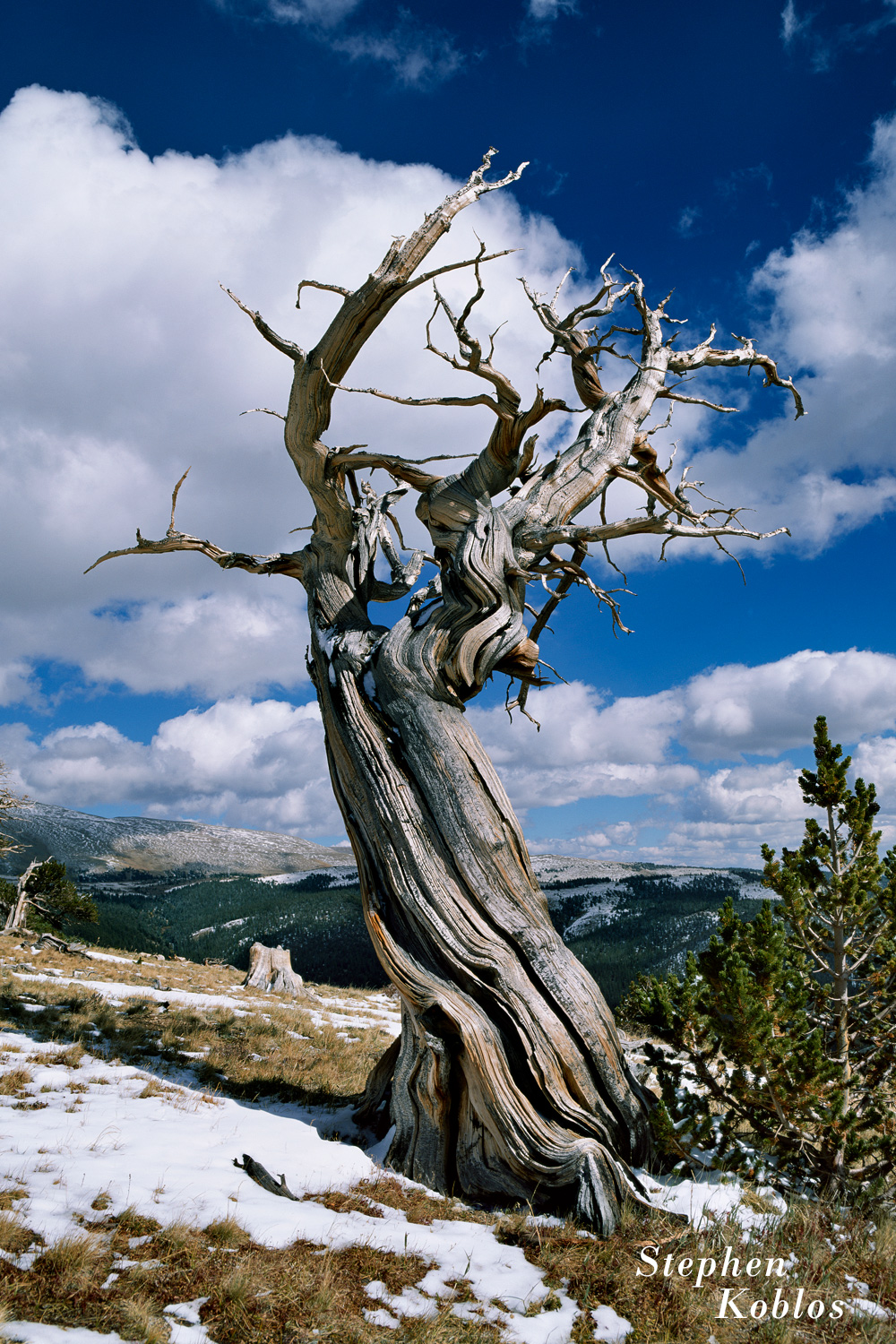 Another Ancient Bristlecone Pine twisted by the forces of the hurricane force winds.  Limited Edition of 250
