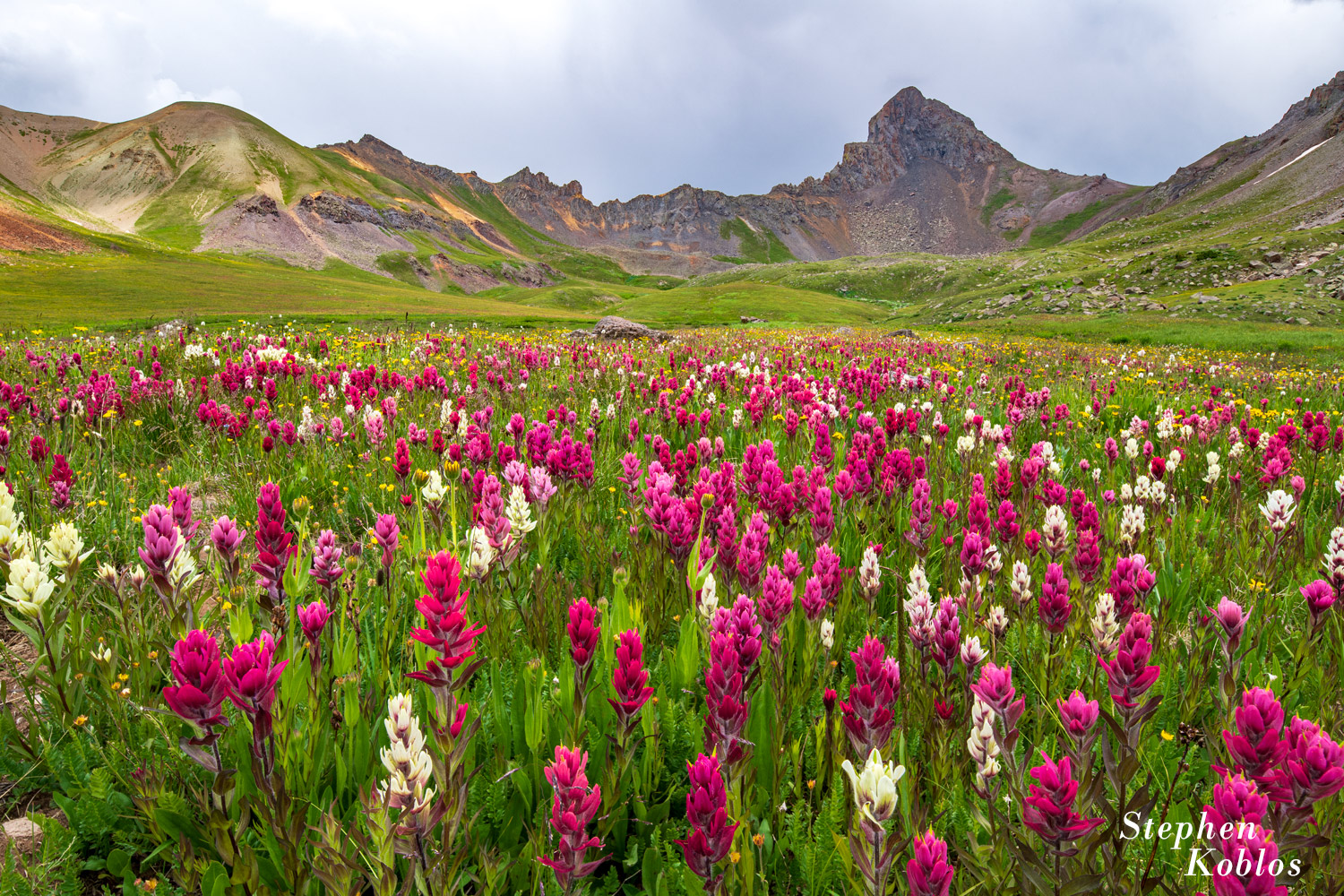 Rosy Paintbrush in Wetterhorn Basin.