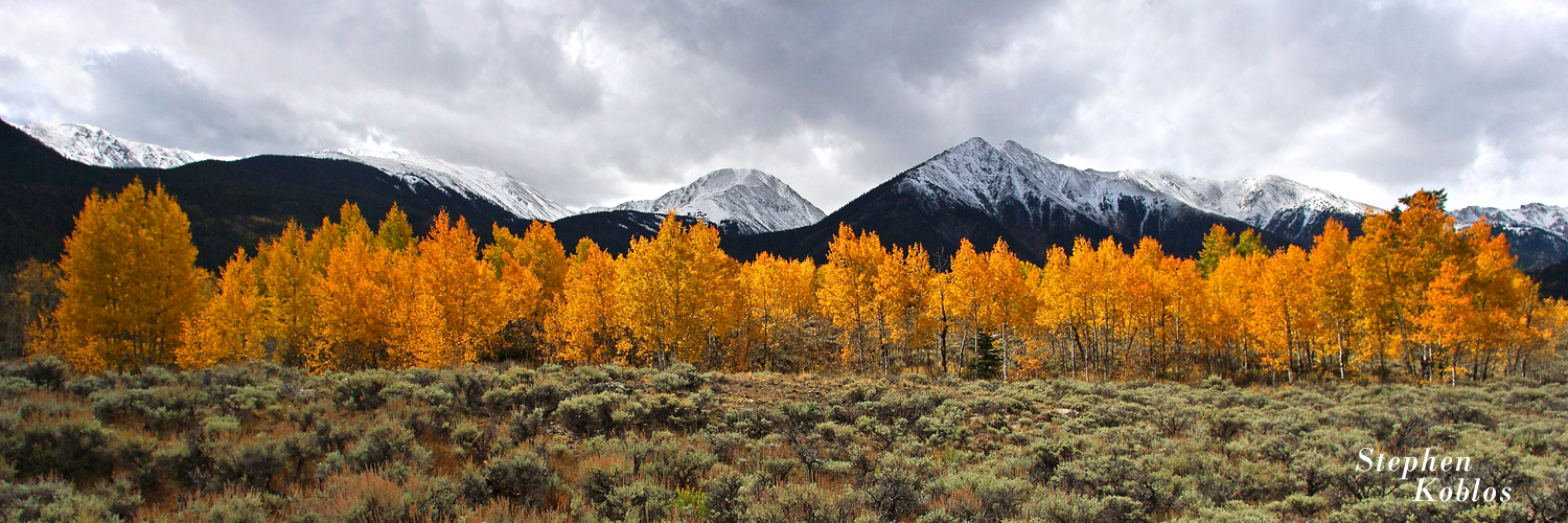 Golden Aspens  Limited Edition of 250