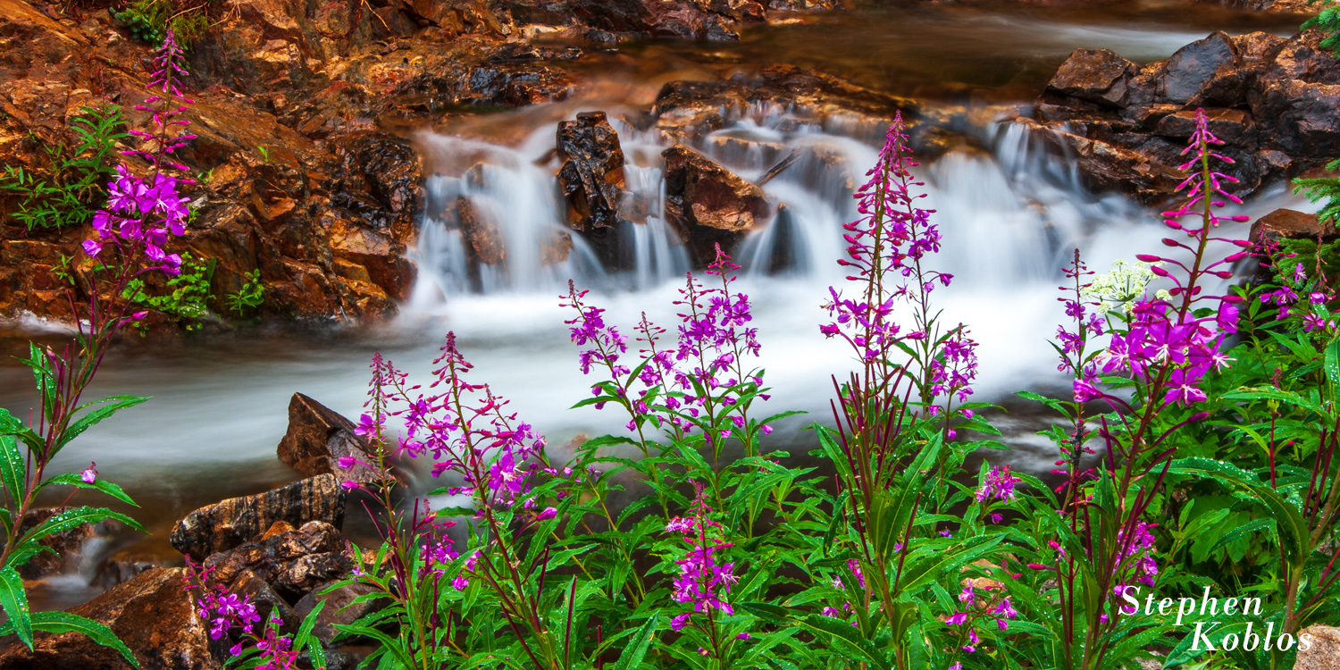 Fireweed alongside a stream in Holy Cross Wilderness.   Limited Edition of 250