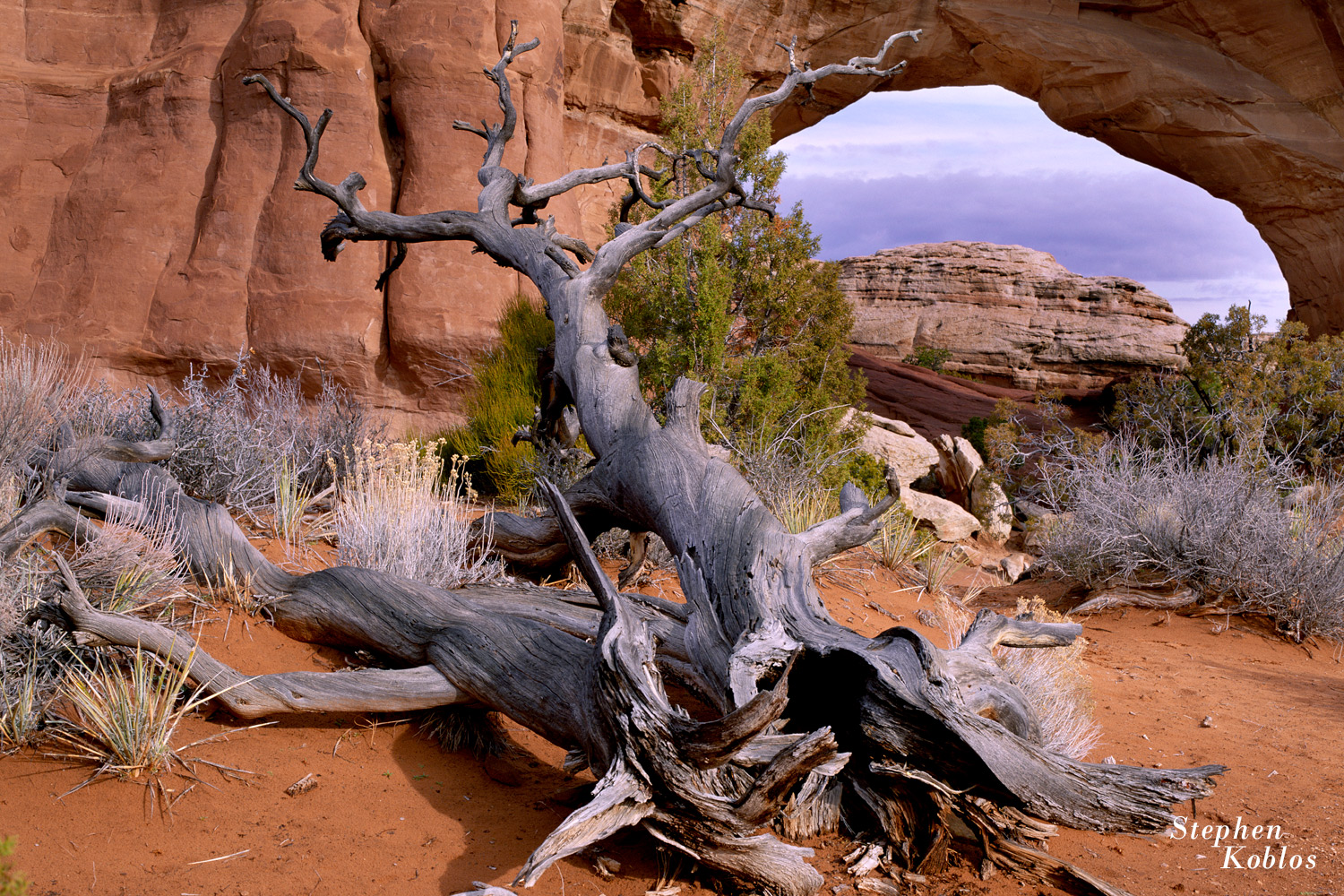 Dead tree at Arches N.P.   Limited Edition of 250