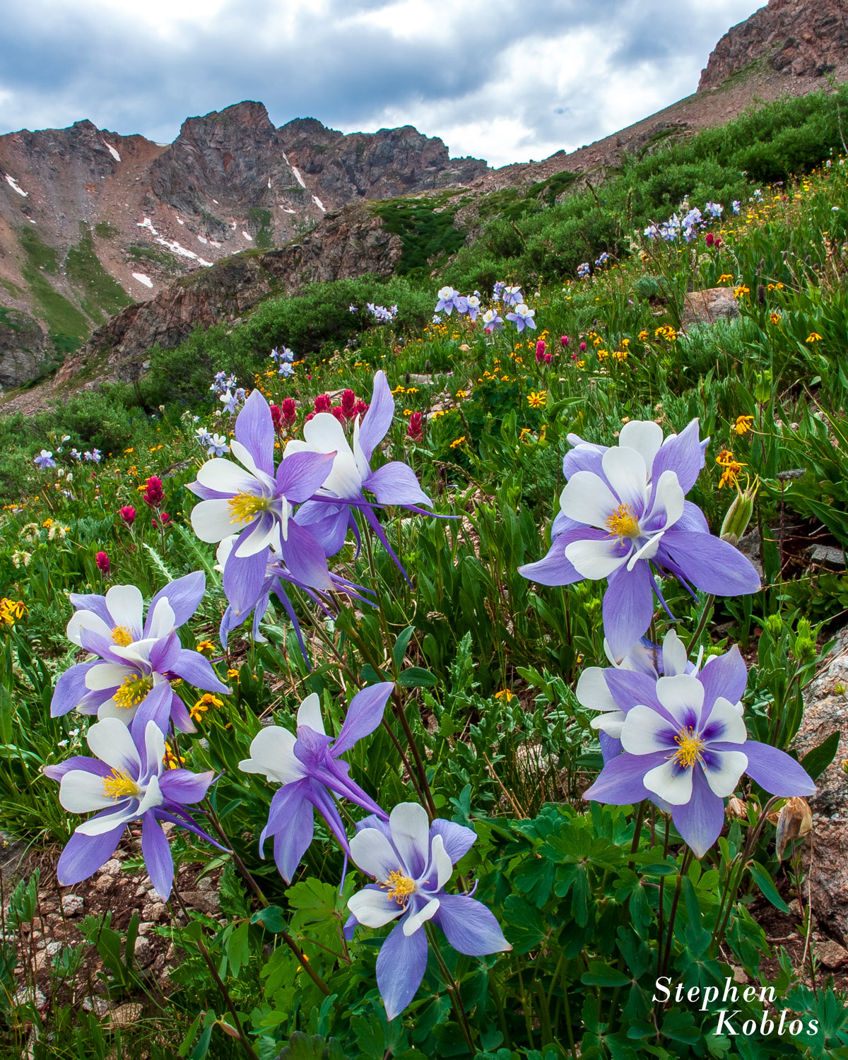 Columbines at Herman Gulch  Limited Edition of 250