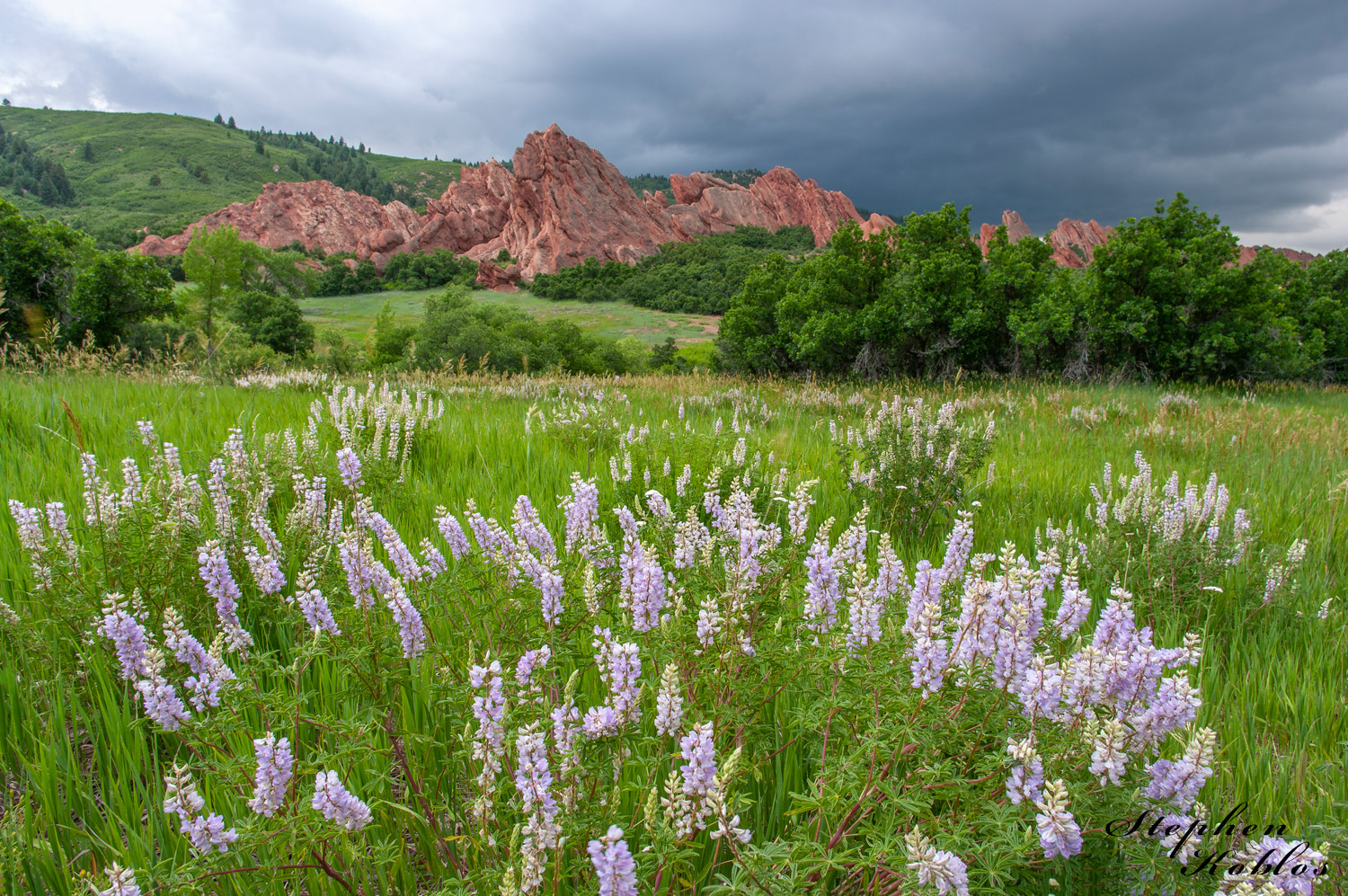 Lupines at Roxborough  Limited Edition of 100