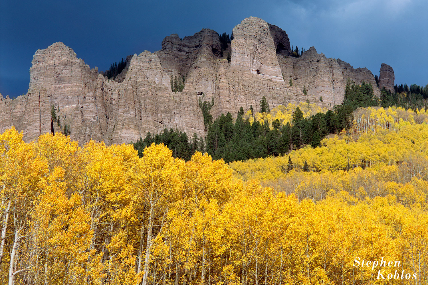 Aspens in the Uncompahgre National Forest  Limited Edition of 100