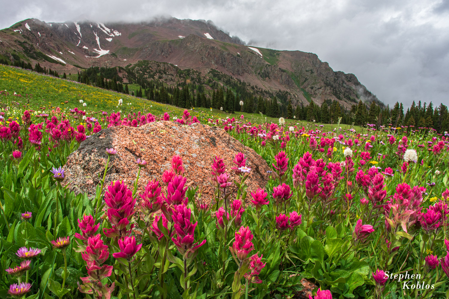 Rosy Paintbrush below Eccles Pass.  Limited Edition of 100