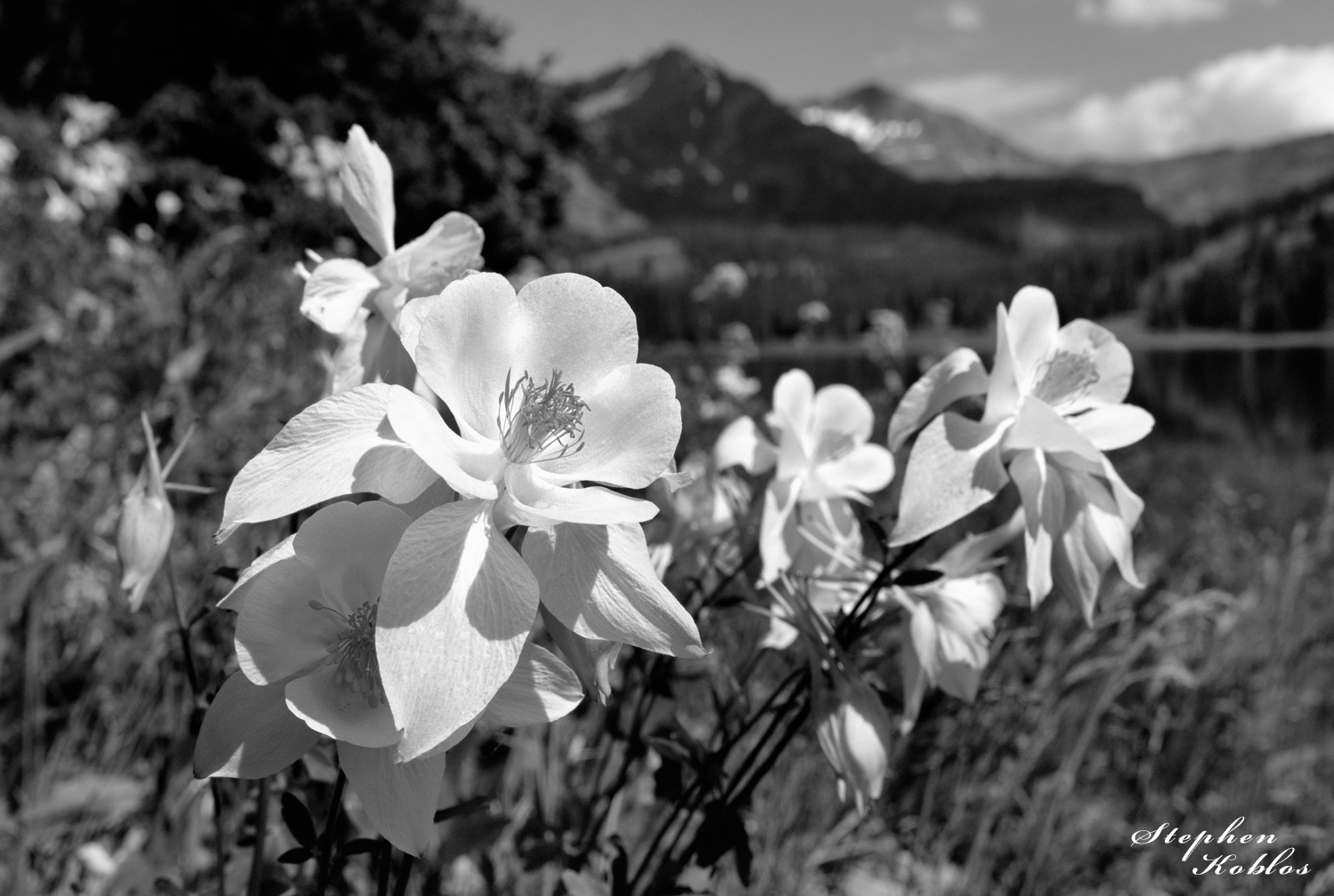 Columbines at Lake Irwin. Limited Edition of 100