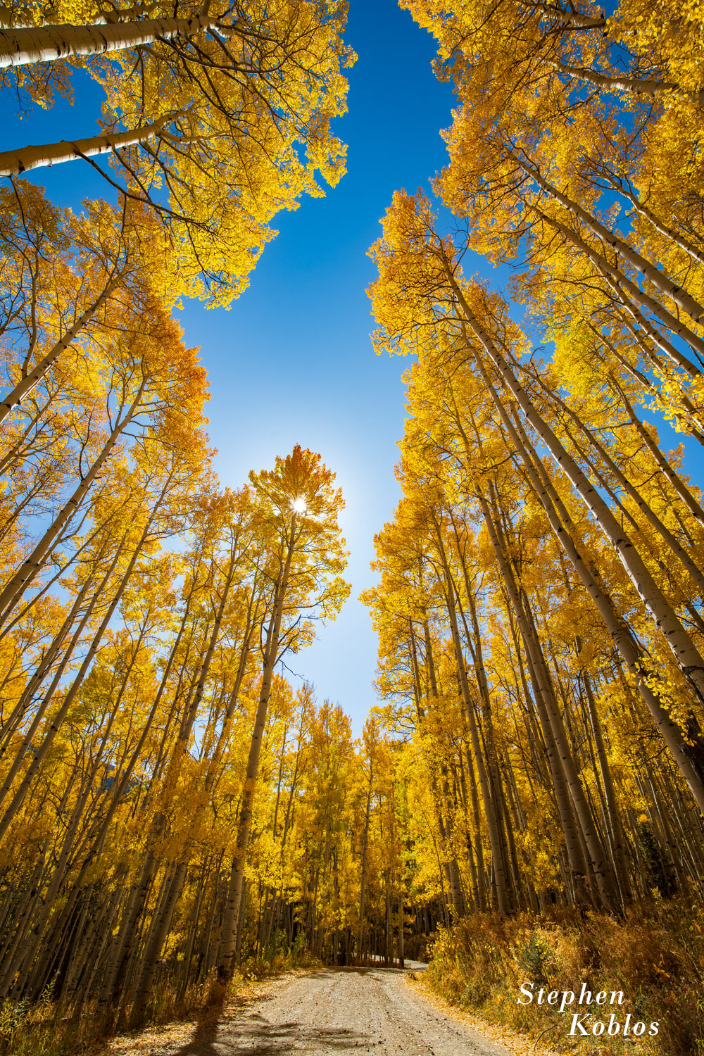 Golden aspens over ohio pass. Limited Edition of 100