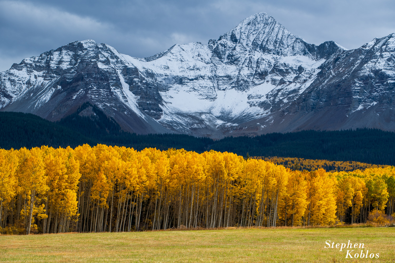 Sun lit aspens under Wilson Peak in a storm.