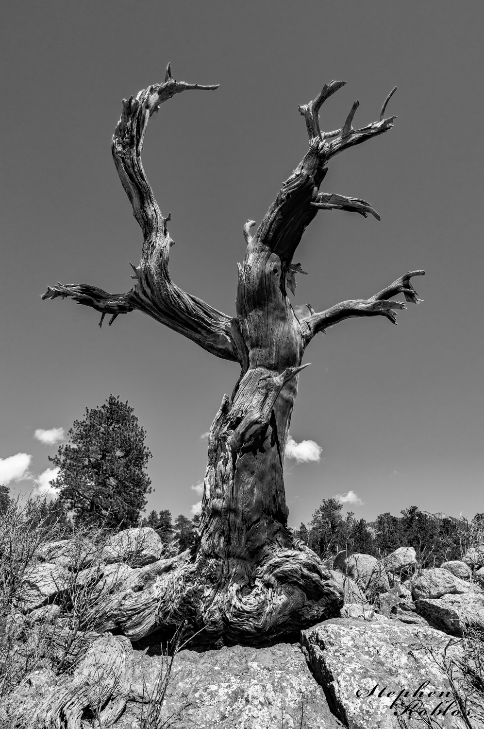 Dead tree still standing in Rocky Mountain National Park. Limited Edition of 100