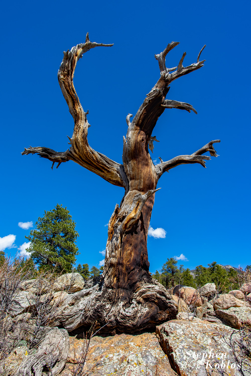 Dead tree along side of the road in Rocky Mountain National Park Limited Edition of 100