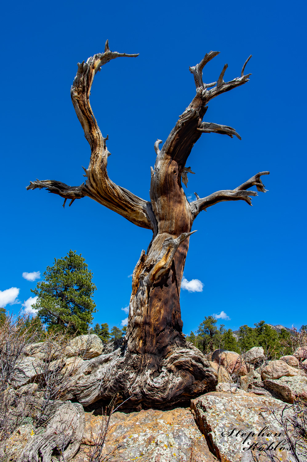 Dead tree along side of the road in Rocky Mountain National Park Limited Edition of 100