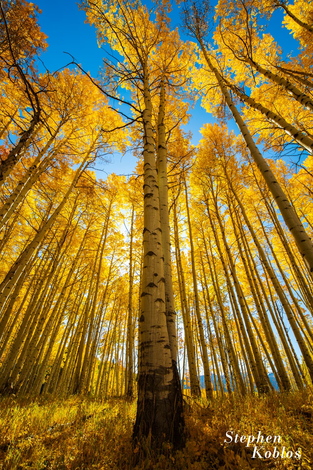 Tall aspens reaching up to the sky. Limited Edition of 100