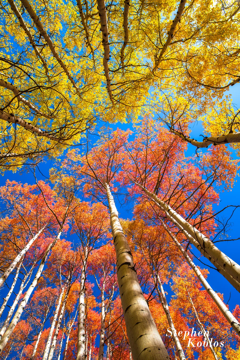 This picture depicts the different colors that aspen leaves can have in the fall. Limited Edition of 100