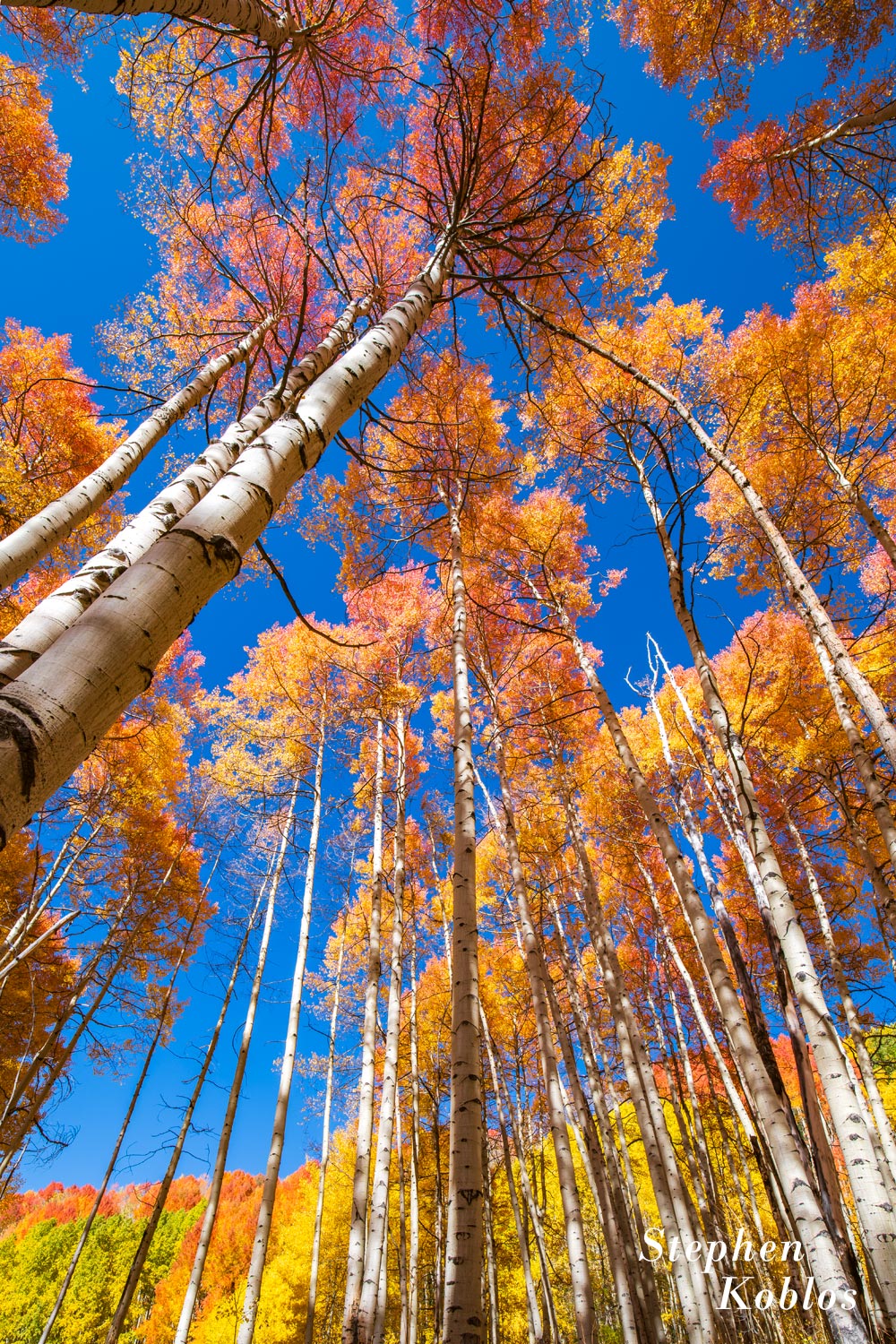Different colored aspens near Kebler Pass. Limited Edition of 100