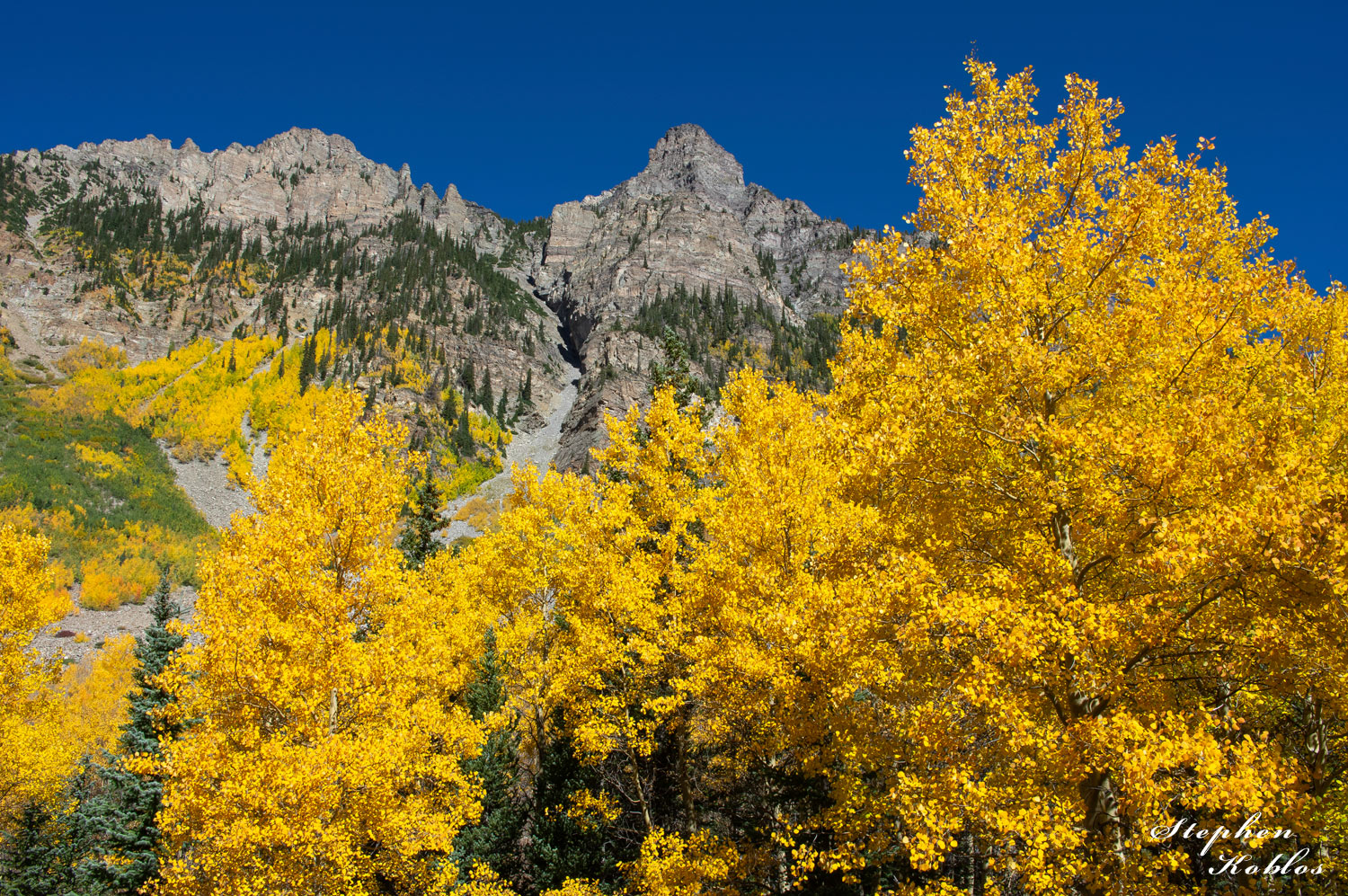 Golden Aspens At Snowmass  Limited Edition of 250
