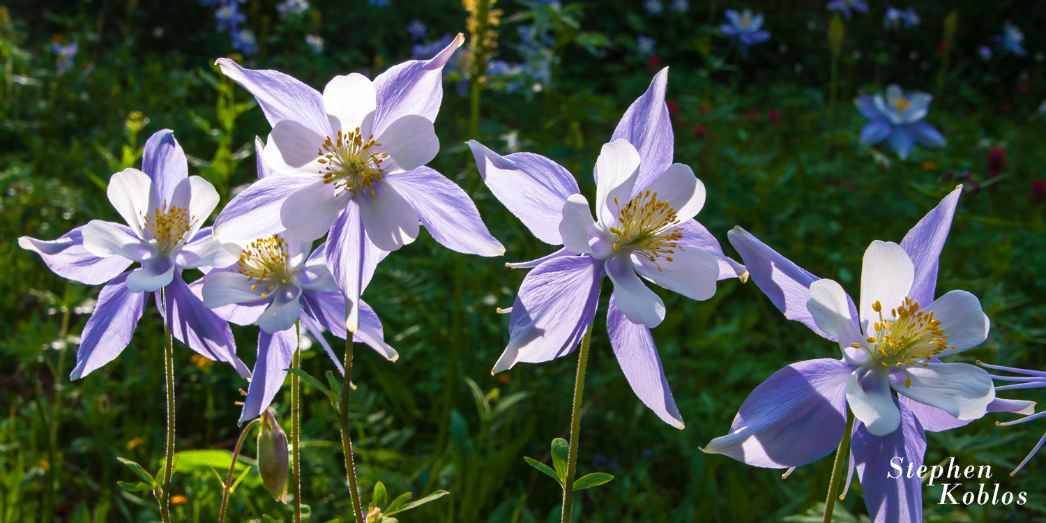 Glowing Columbines  Limited Edition of 250