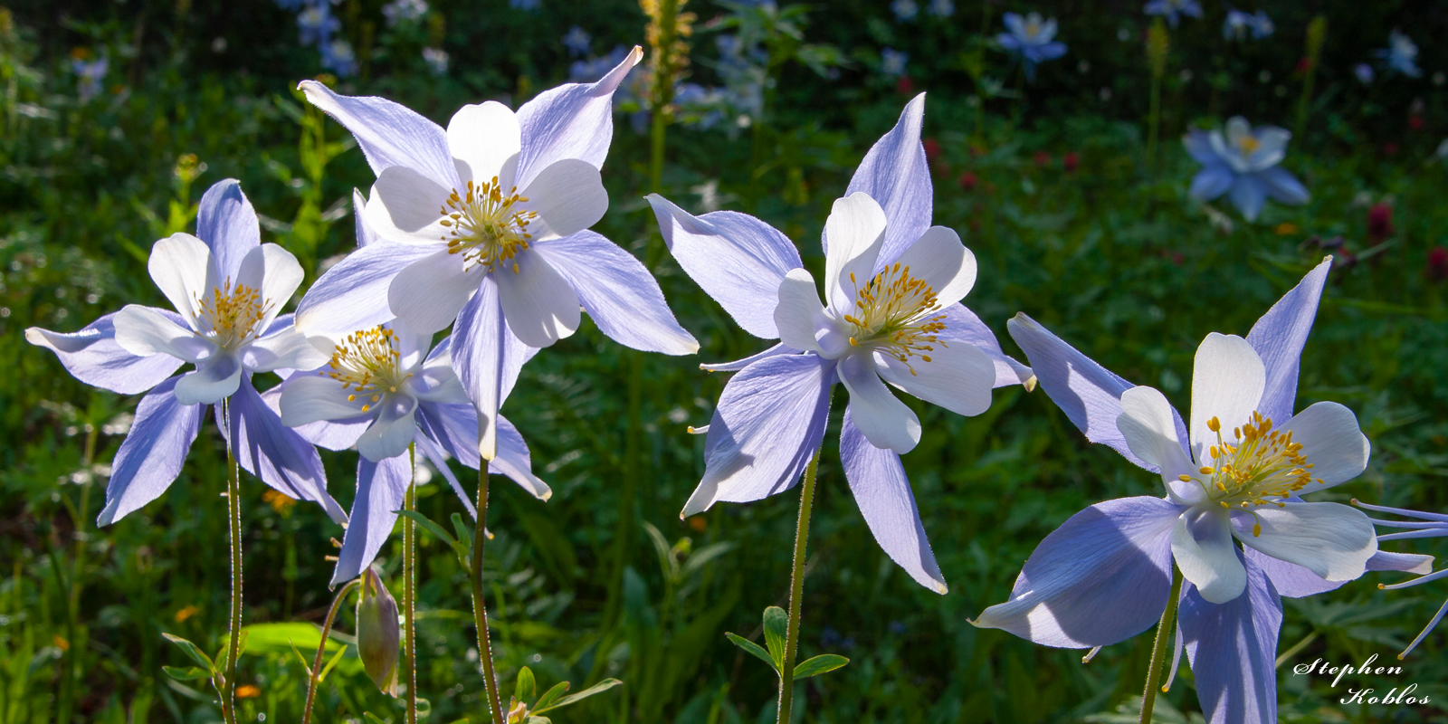Glowing Columbines  Limited Edition of 250
