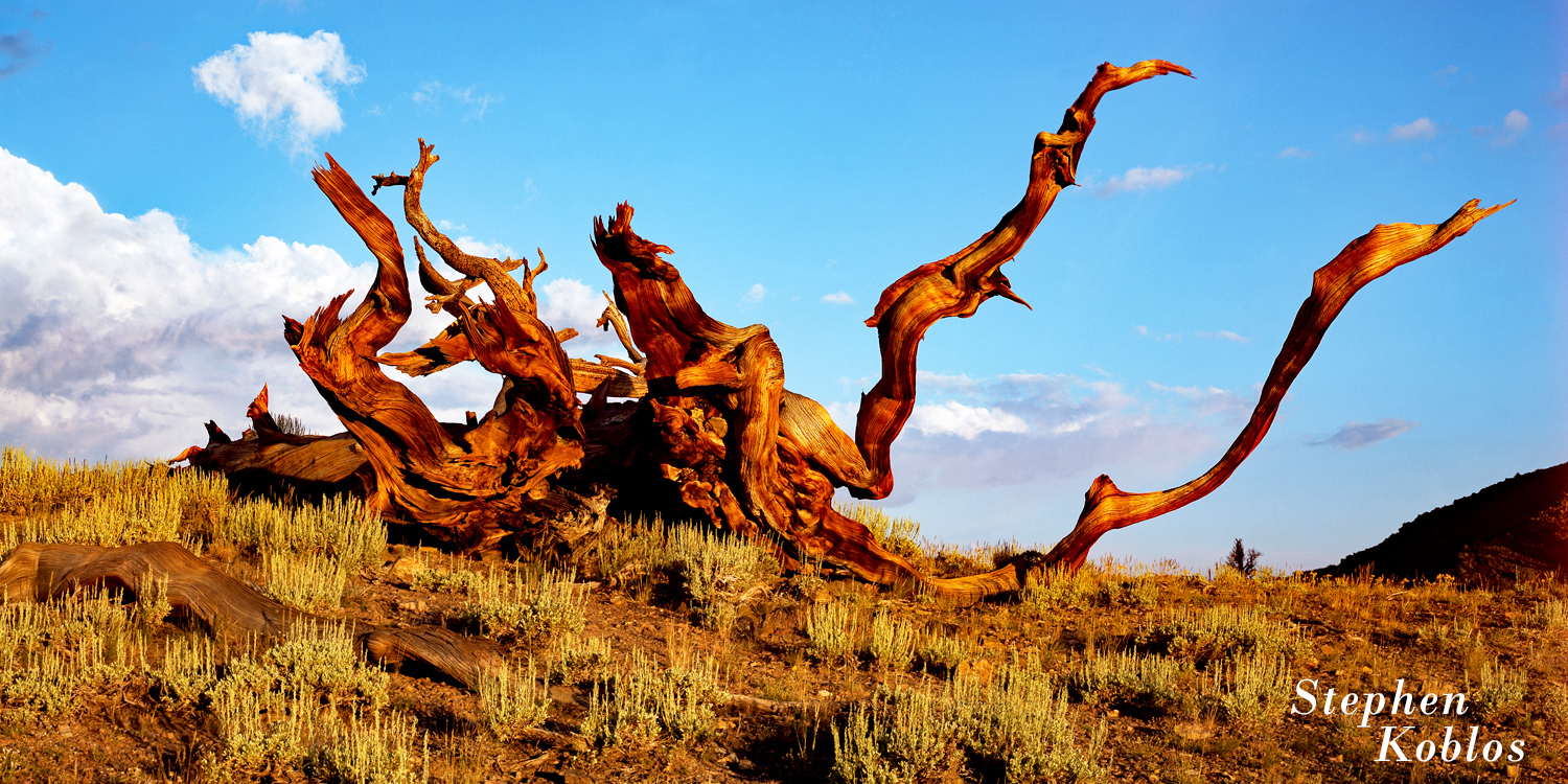 Ancient Bristlecone Pine. I would be curious to know what this tree looked like when it was alive  Limited Edition of 250