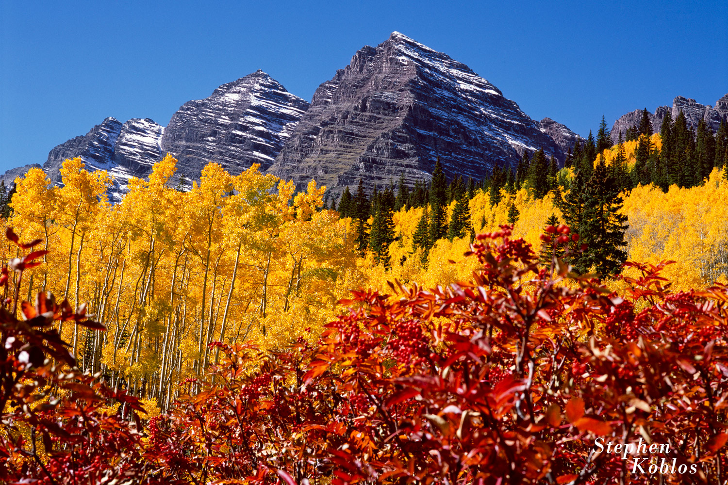 Maroon Bells over aspens and red berry bushes in the fall.