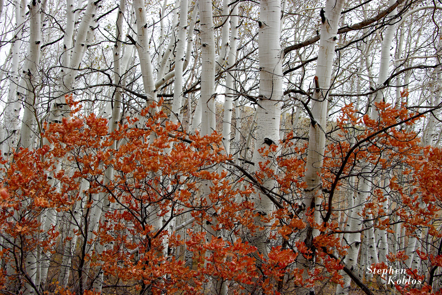 I was driving on Last Dollar Road in late in the fall of 2009, after most of the aspen leaves had fallen, when I came across...