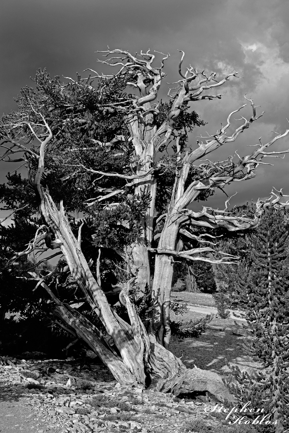 Ancient Bristlecone Pine in the white mountains of California. Limited Edition of 100