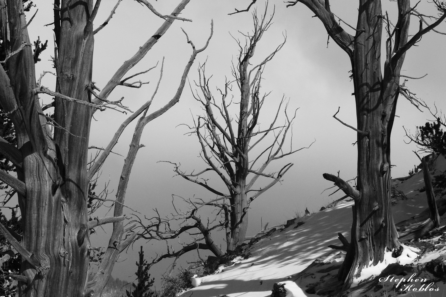 Creepy trees looking over Boreas Pass. Limited Edition of 100