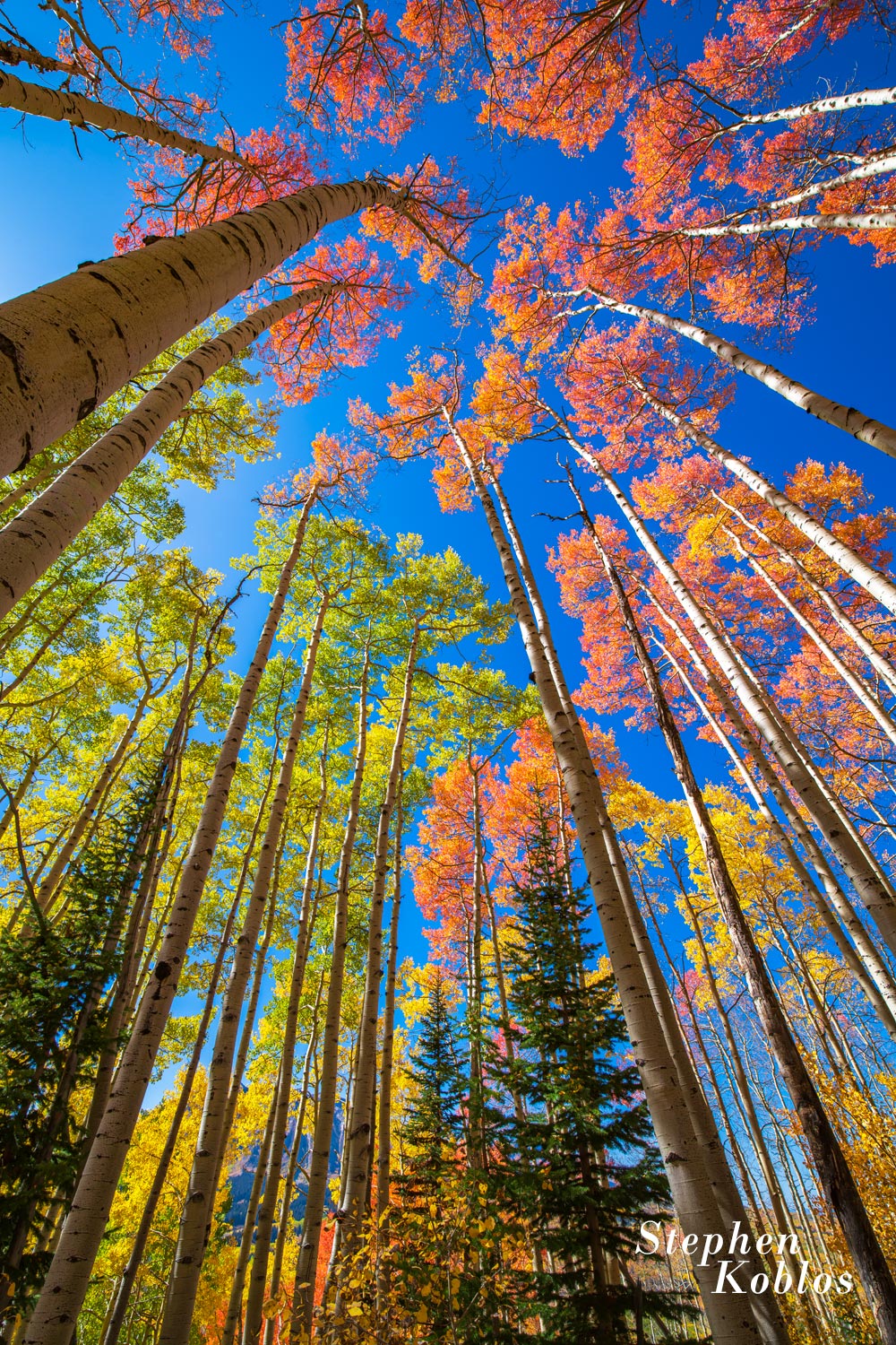 The different colors of aspens. Limited Edition of 100