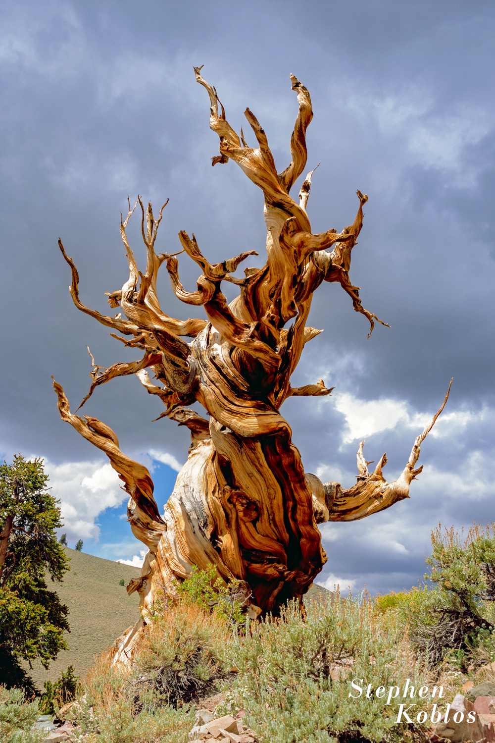 Ancient Bristlecone Pine. The white mountains in California is home to what was the oldest individual tree in the States, nicknamed...