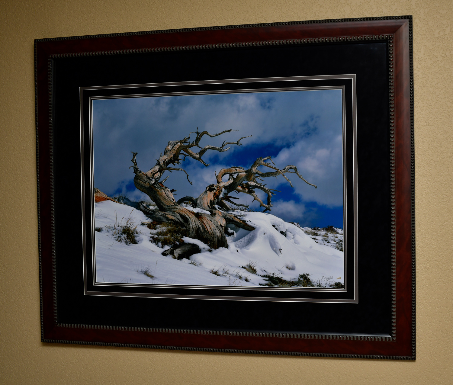 Windy Ridge 2003. The photo dimensions are 28"x38" . The frame dimensions are 46"x56".